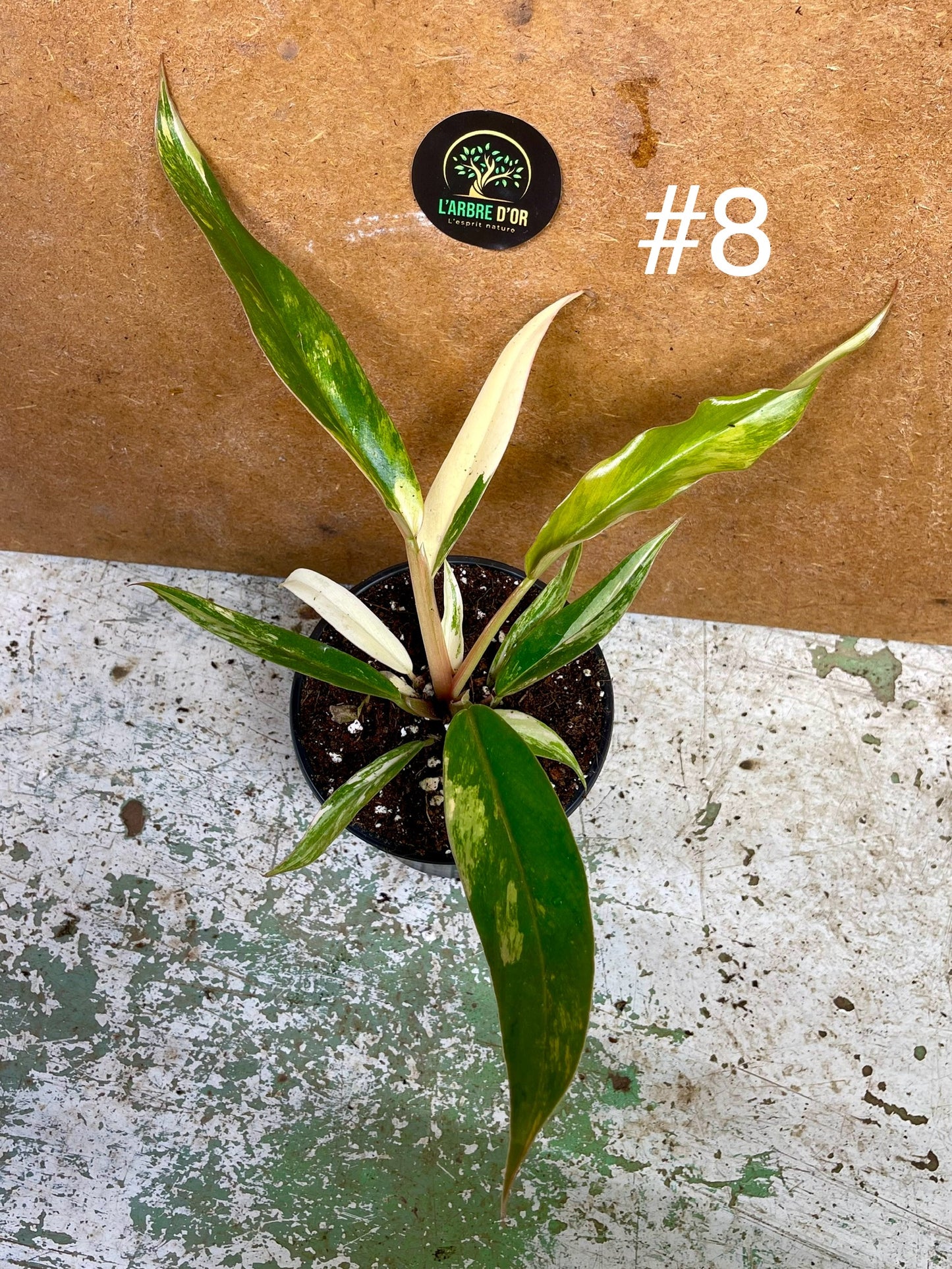 Philodendron caramel marble M NEW