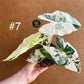 Alocasia frydek variegata haute variegation NEW