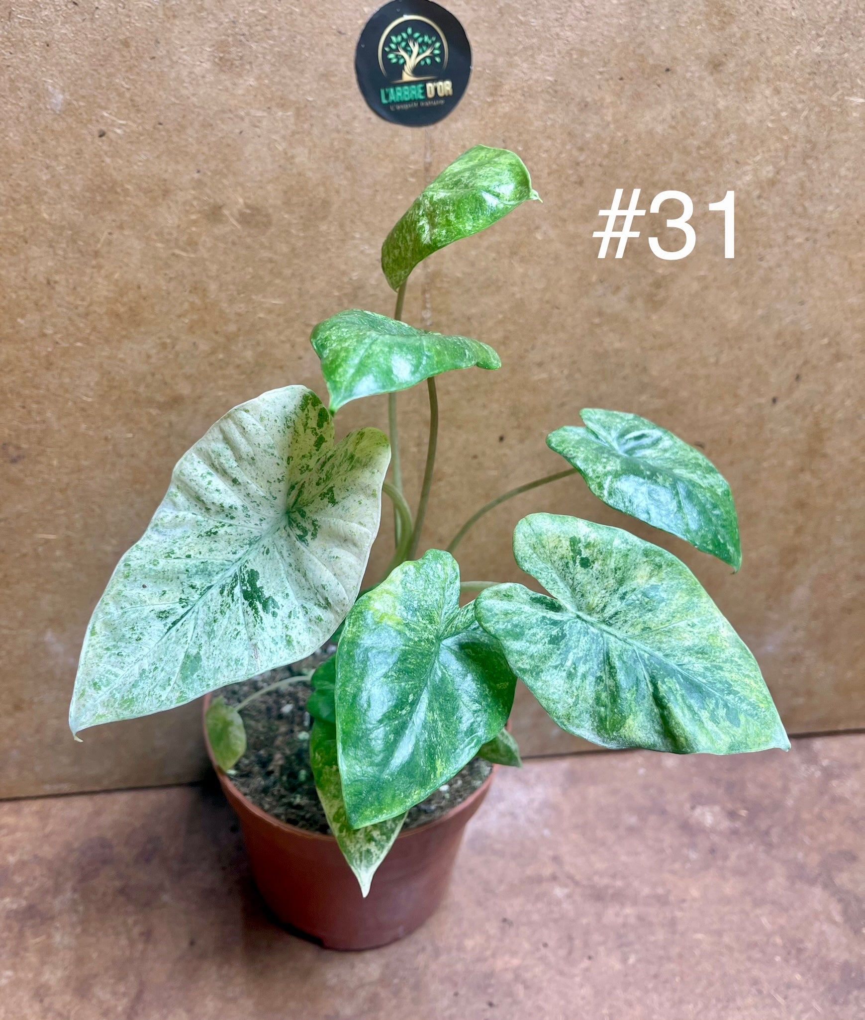 Alocasia macrorrhiza splash variegata tricolor / mint taille M