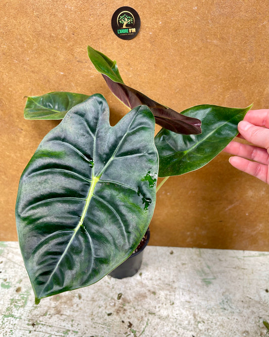 Alocasia golden bone