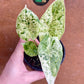 Alocasia dragon scale mint variegata NEW