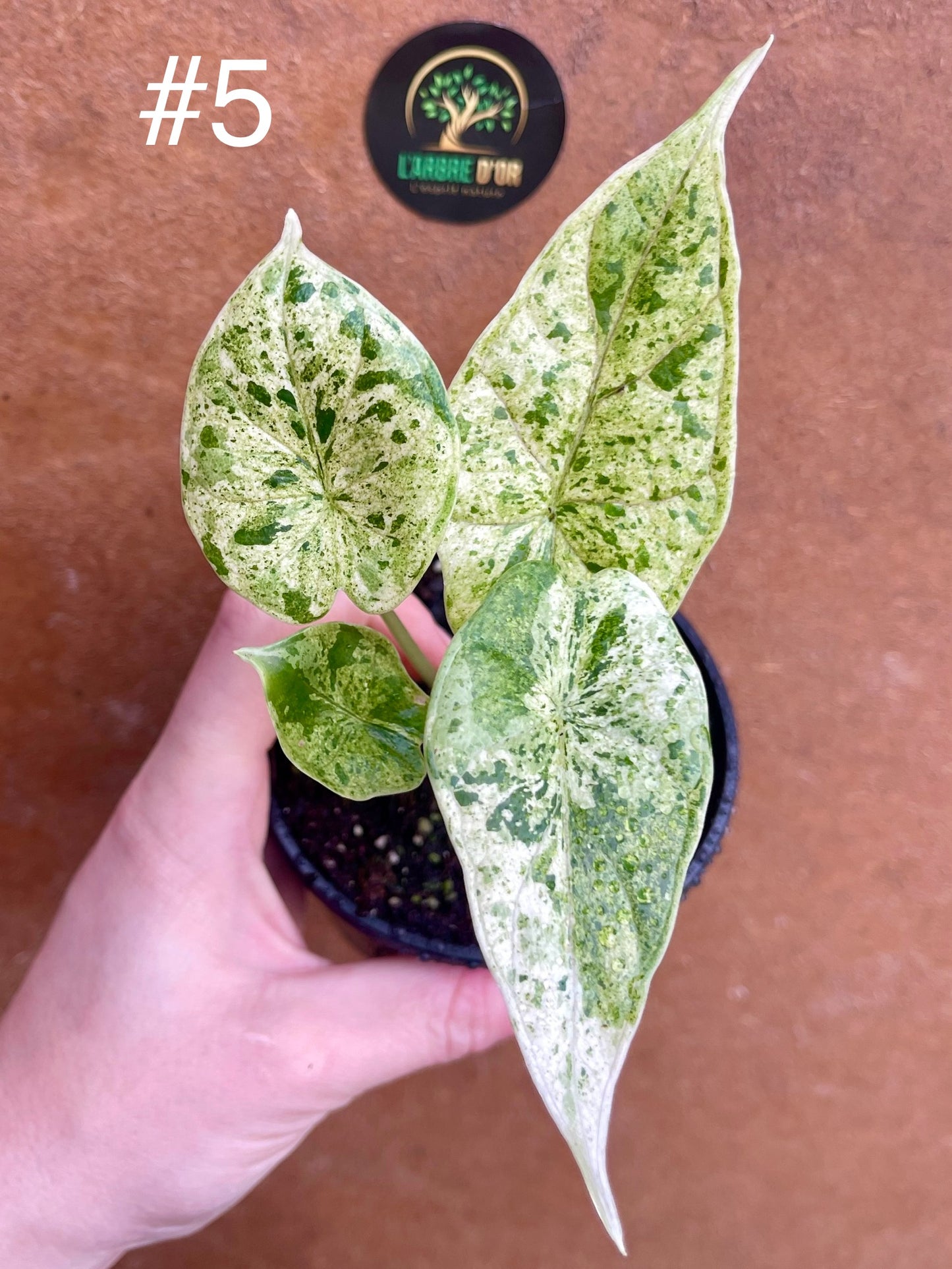 Alocasia dragon scale mint variegata NEW