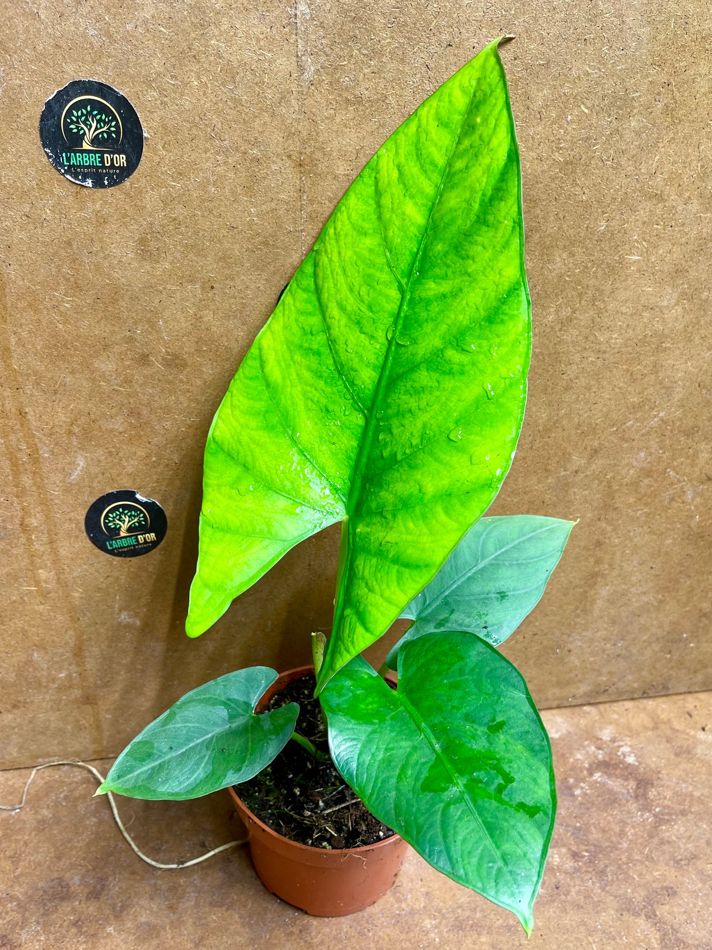 Alocasia scabriuscula