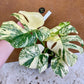 Monstera white snow haute variegation M