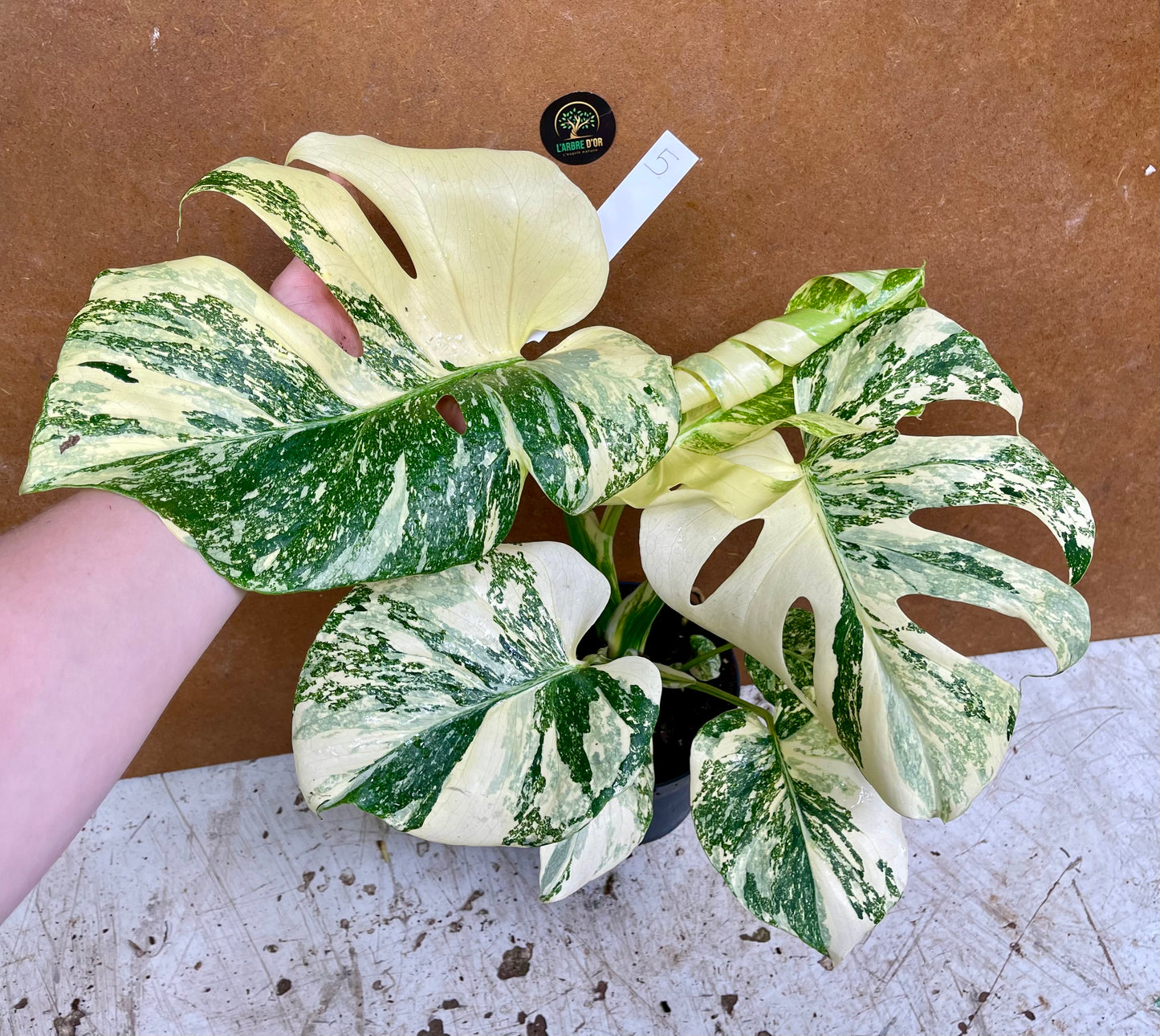 Monstera white snow haute variegation M