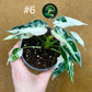 Alocasia green bambino albo variegata NEW