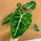 Alocasia Frydek green on green variegata