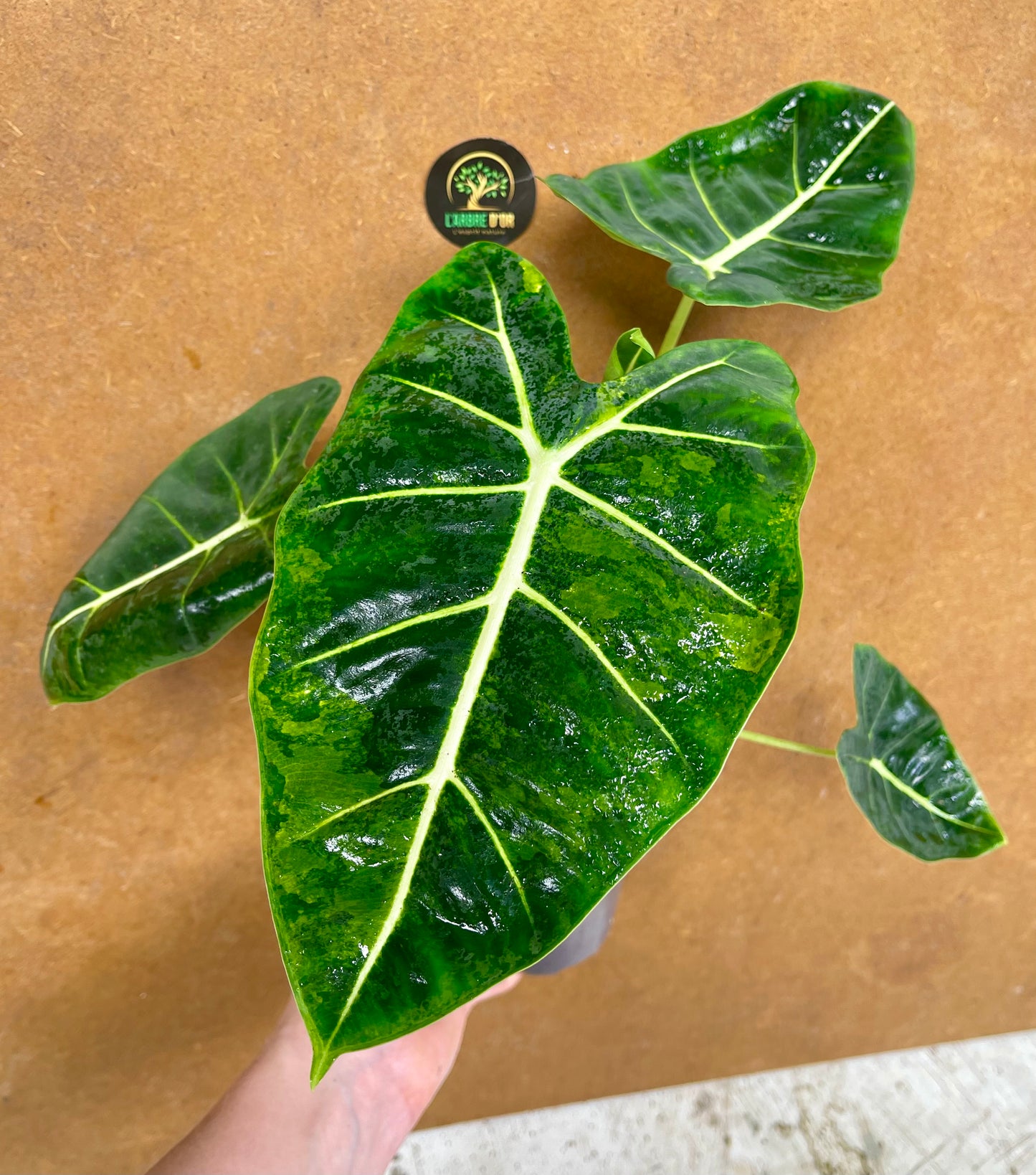 Alocasia Frydek green on green variegata