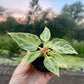 Anthurium silver blush mint baby NEW