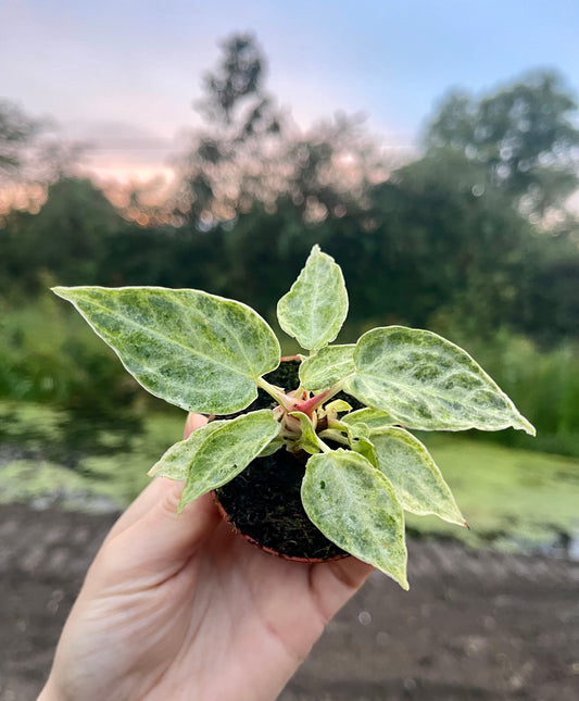 Anthurium silver blush mint baby NEW