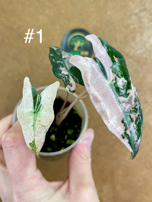 Alocasia sanderiana nobilis pink variegata NEW