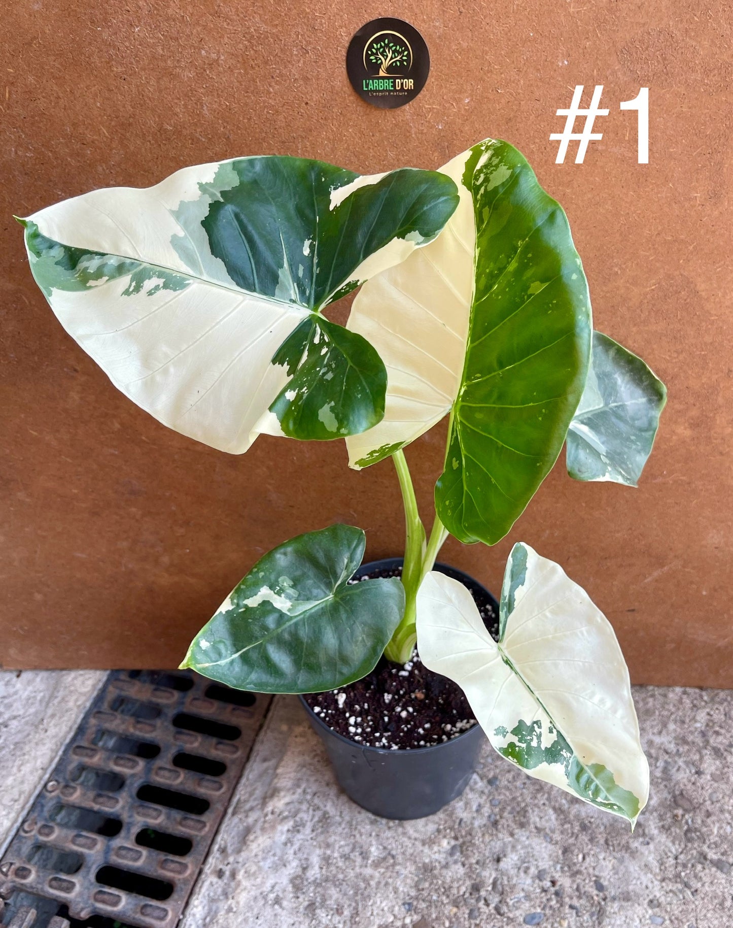 Alocasia macrorrhiza variegata M NEW