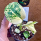 MONSTERA MINT WHITE MONSTER S NEW