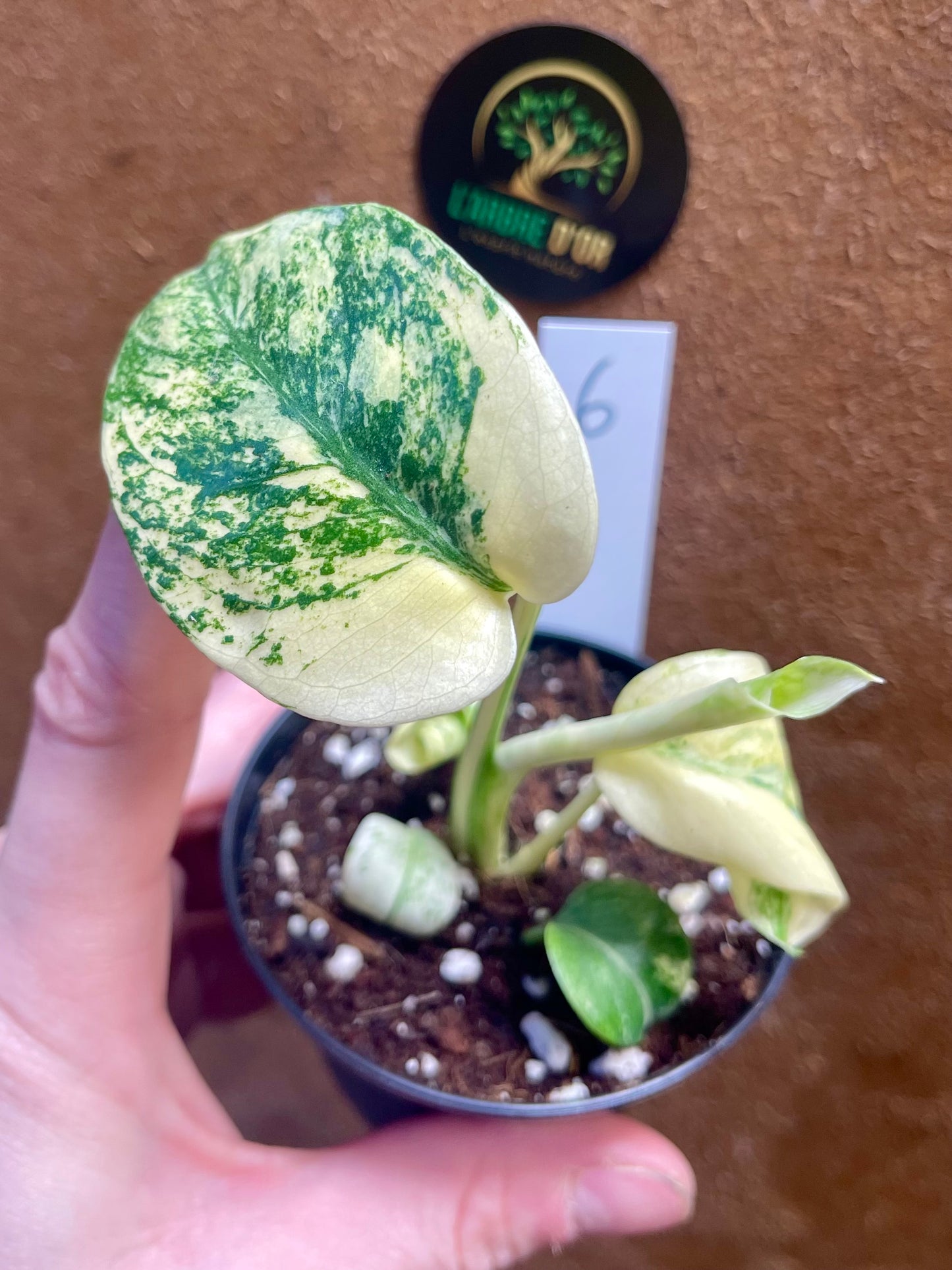 MONSTERA MINT WHITE MONSTER S NEW