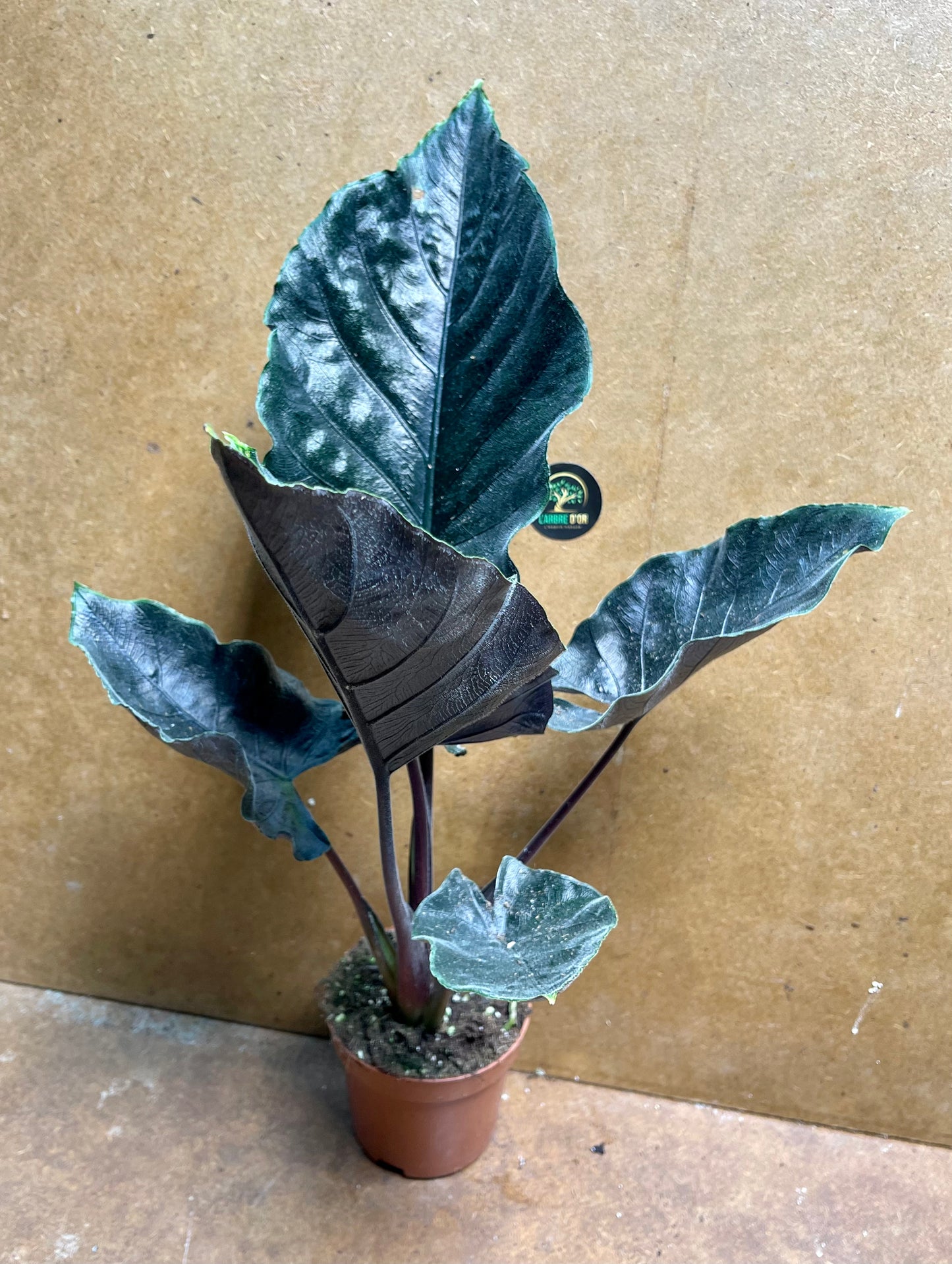 Alocasia antoro velvet