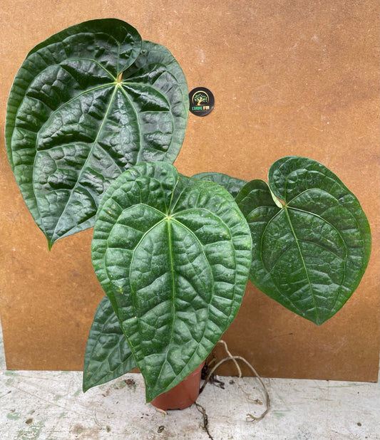 Anthurium crystallinum x luxurians