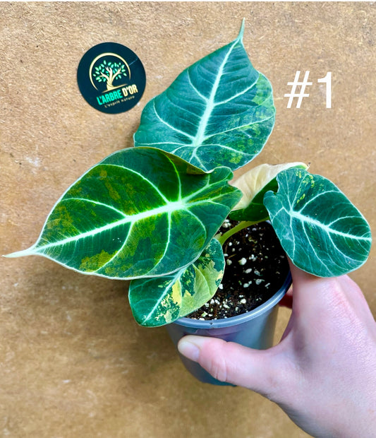 Alocasia black velvet variegata aurea NEW