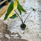 Alocasia zebrina variegata Black stem special