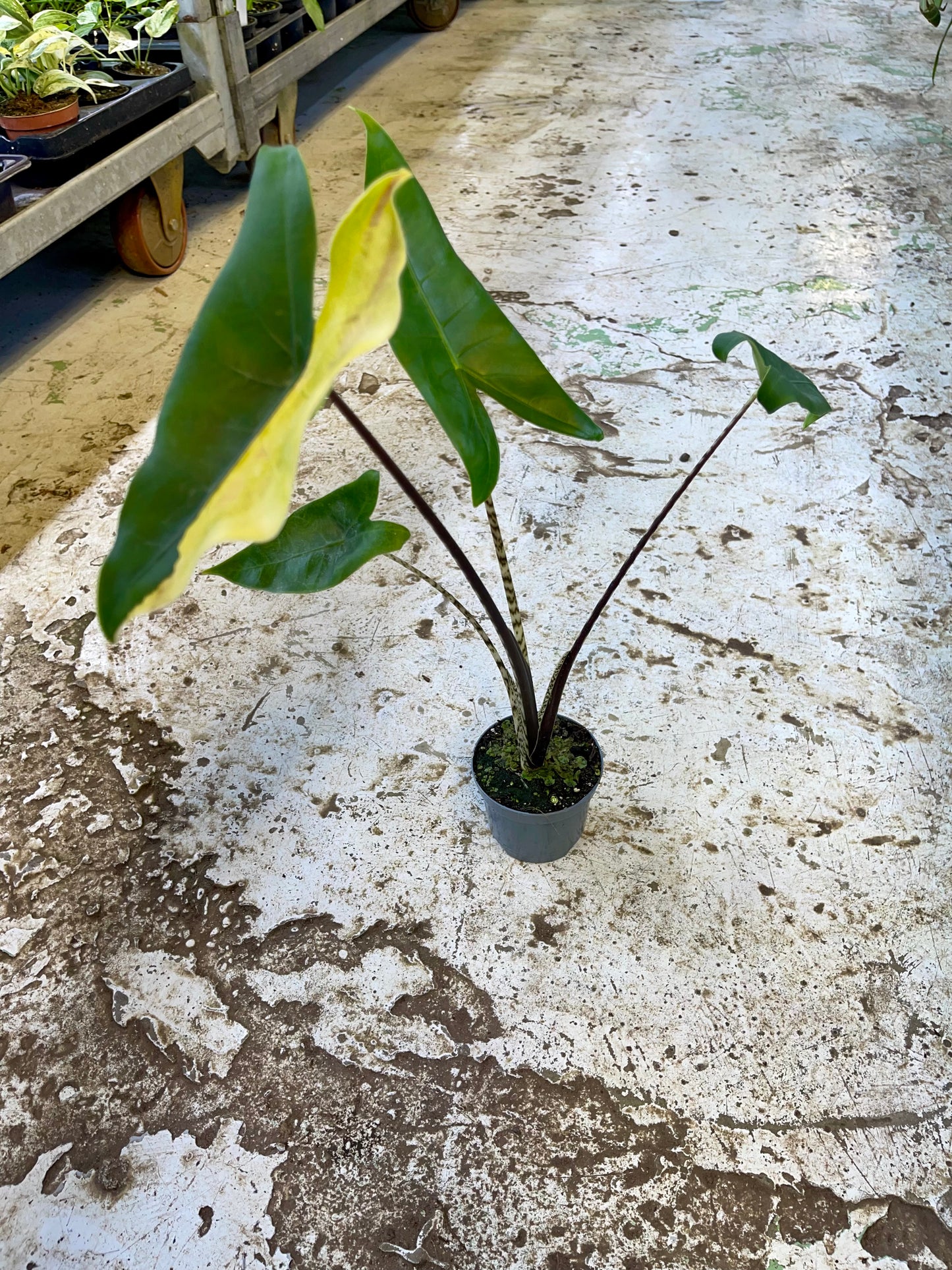 Alocasia zebrina variegata Black stem special