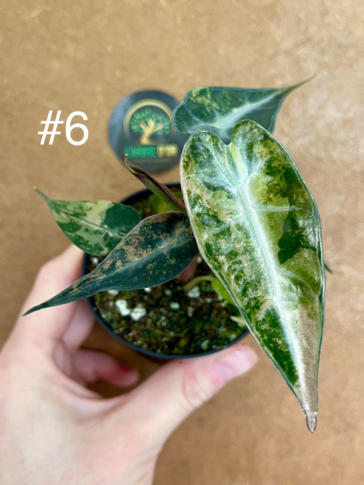 Alocasia bambino aurea variegata NEW