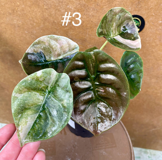 Alocasia cuprea red secret variegata