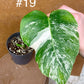 Monstera albo Variegata Boutures racinés en pot