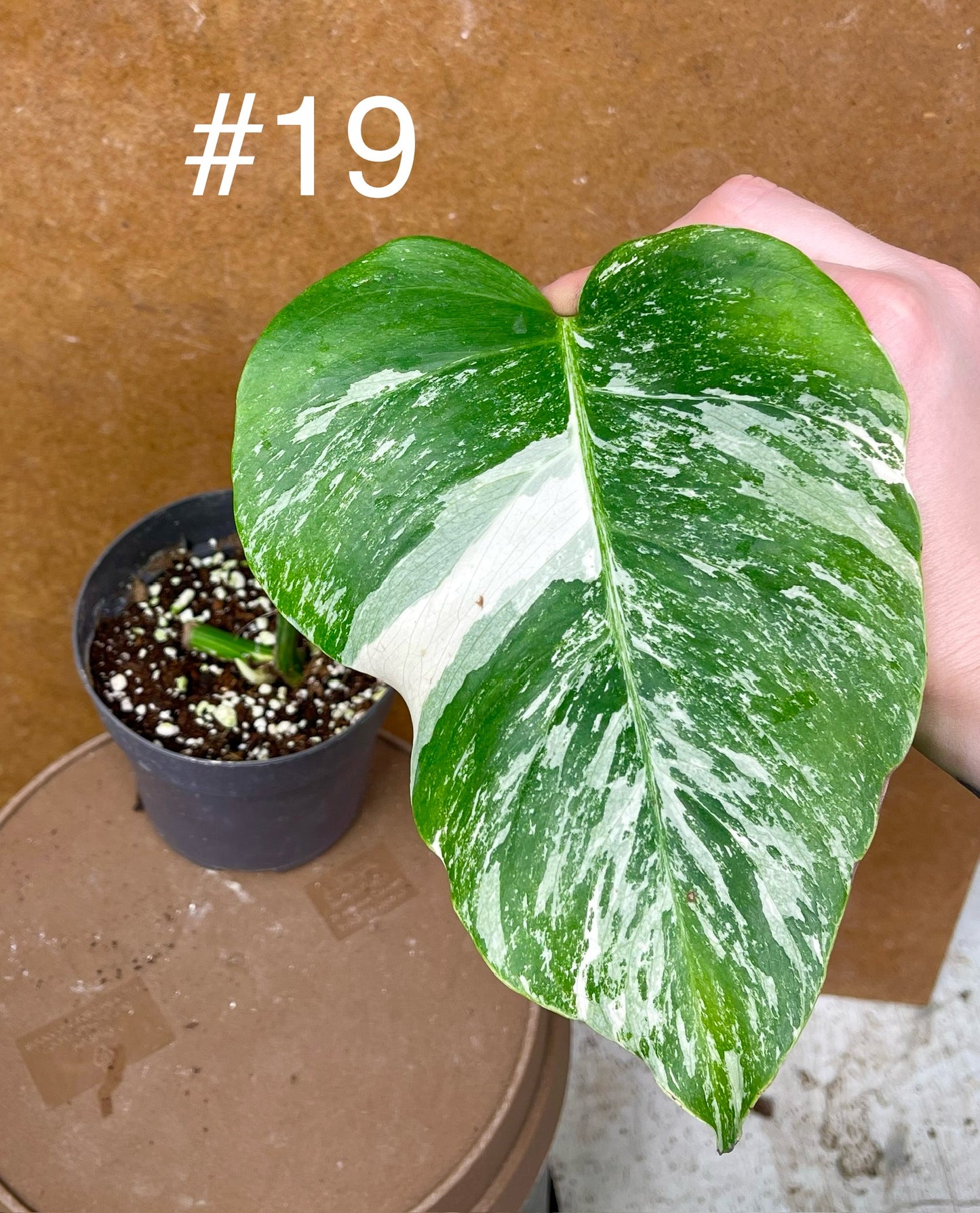 Monstera albo Variegata Boutures racinés en pot