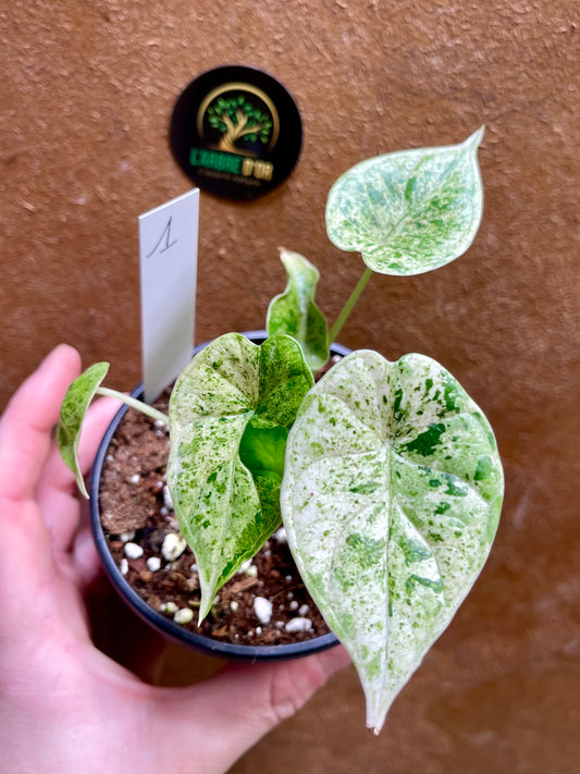 Alocasia dragon scale mint variegata NEW