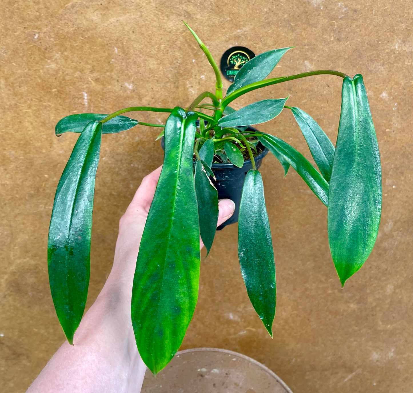 Philodendron joepii taille S