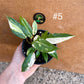 Philodendron gloriosum tricolor variegata NEW