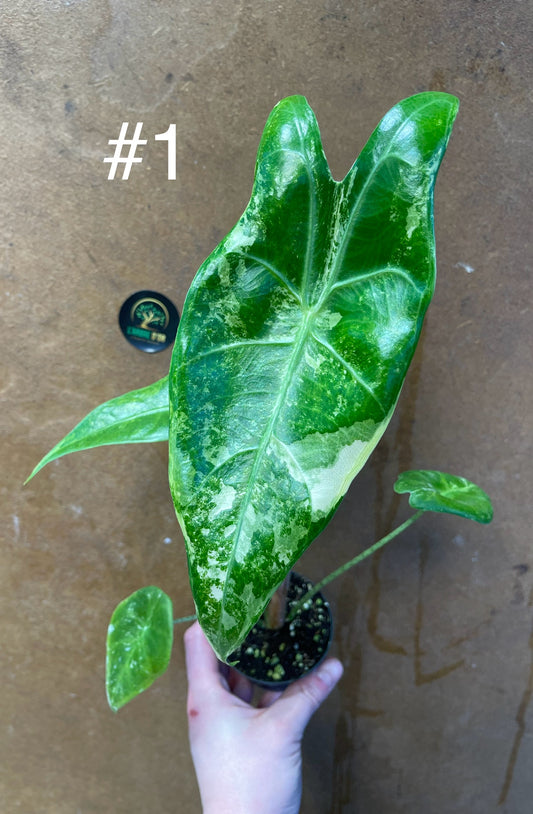 Alocasia longiloba variegata M NEW