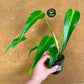 Monstera dilacerata burle marx flame M NEW