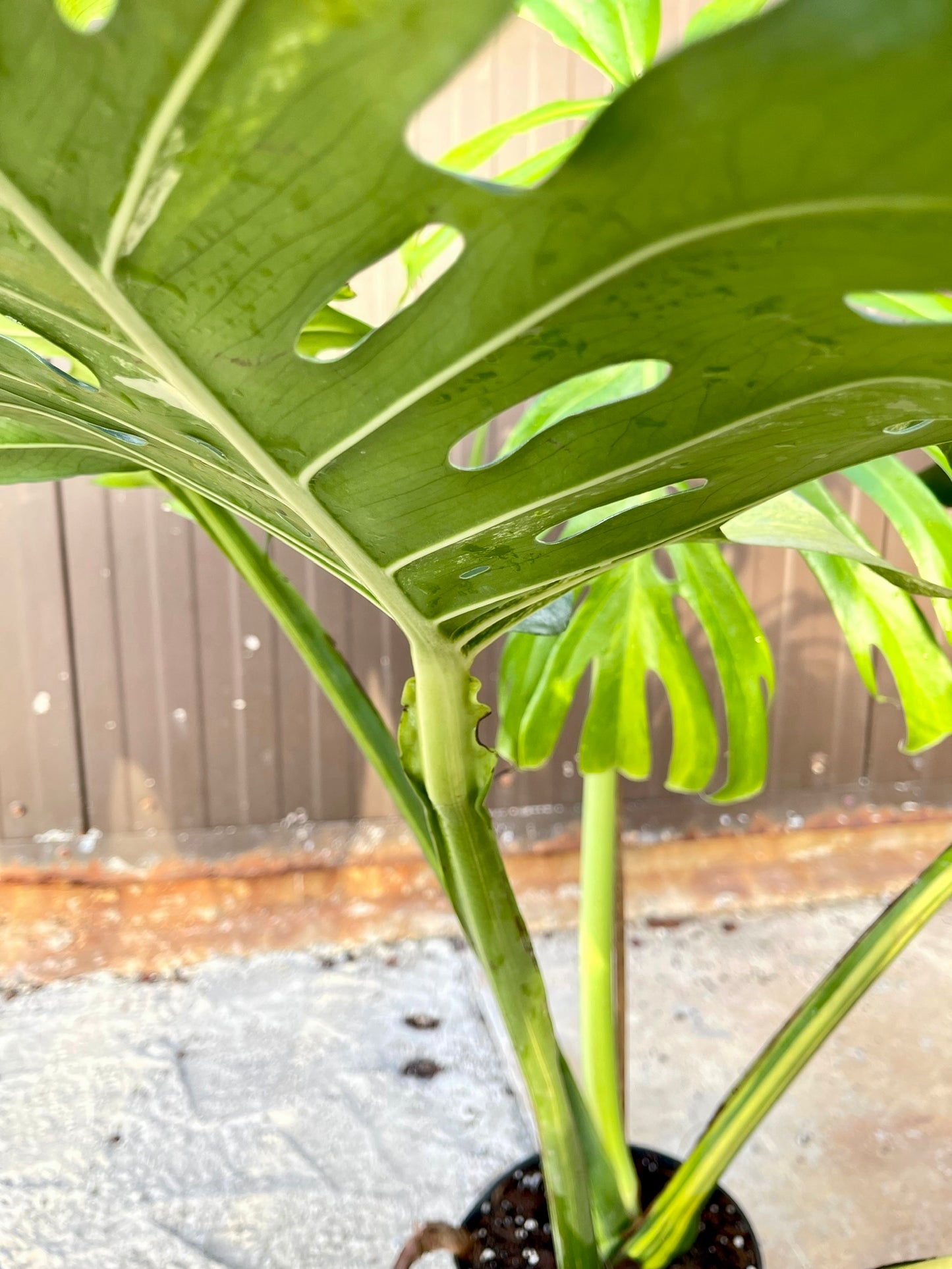 Monstera deliciosa aurea variegata XXL