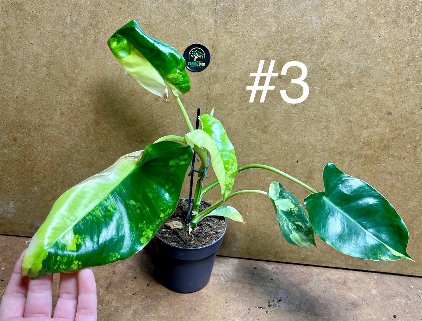 Philodendron burle marx variegata