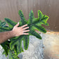 Alocasia jacklyn XXL