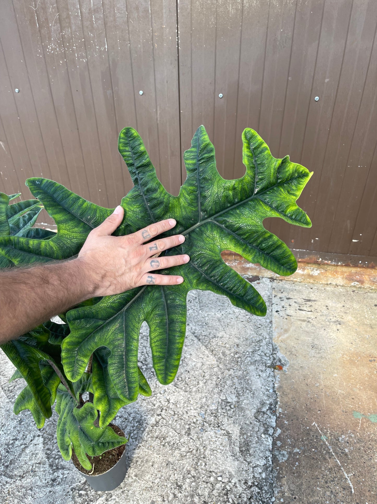 Alocasia jacklyn XXL