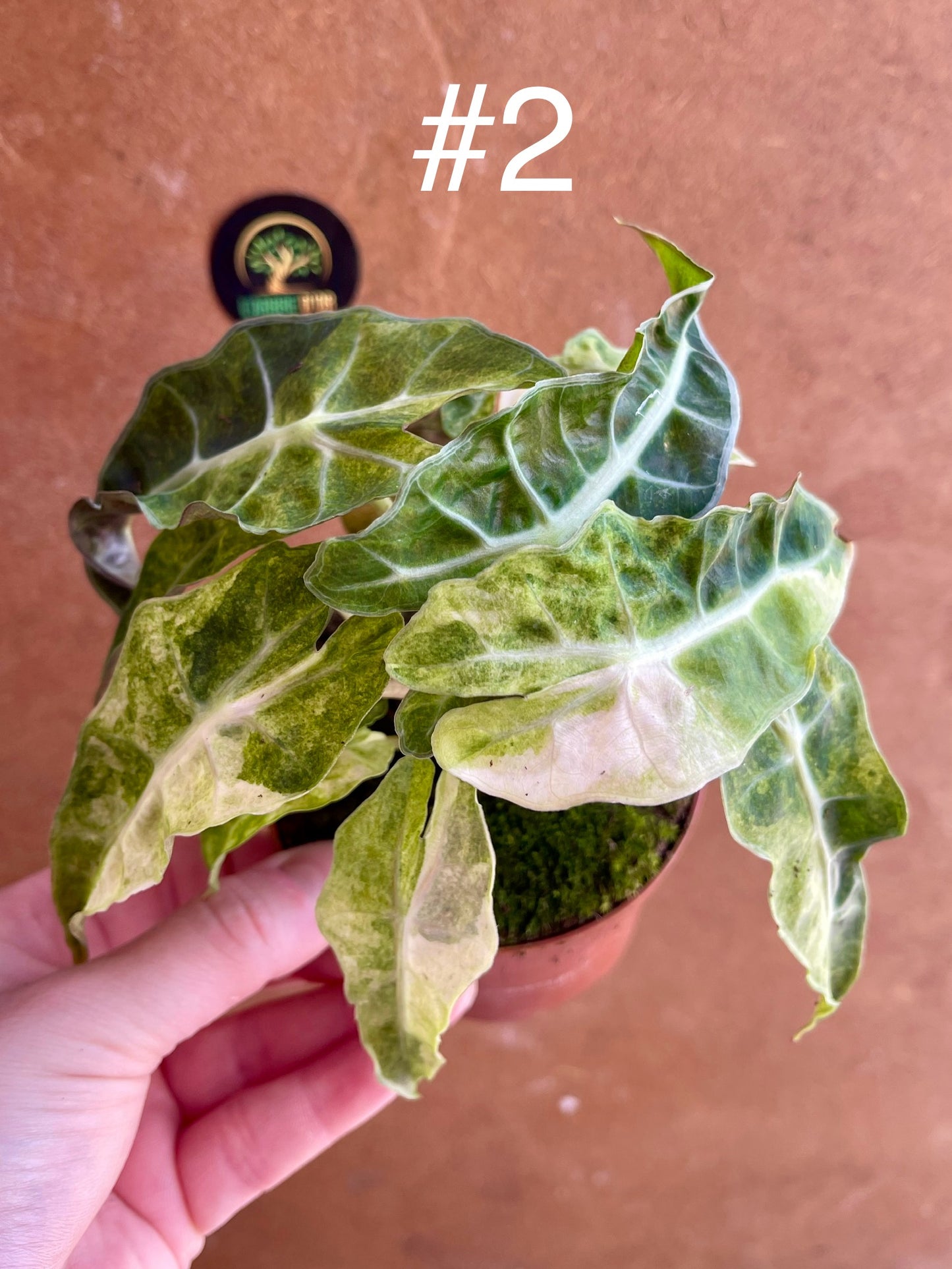 Alocasia amazonica variegata tricolor NEW