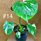 Monstera deliciosa thaï constellation M