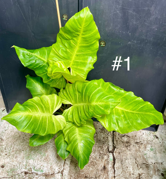 Philodendron snowdrift XL