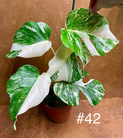 Monstera albo variegata haute variegation