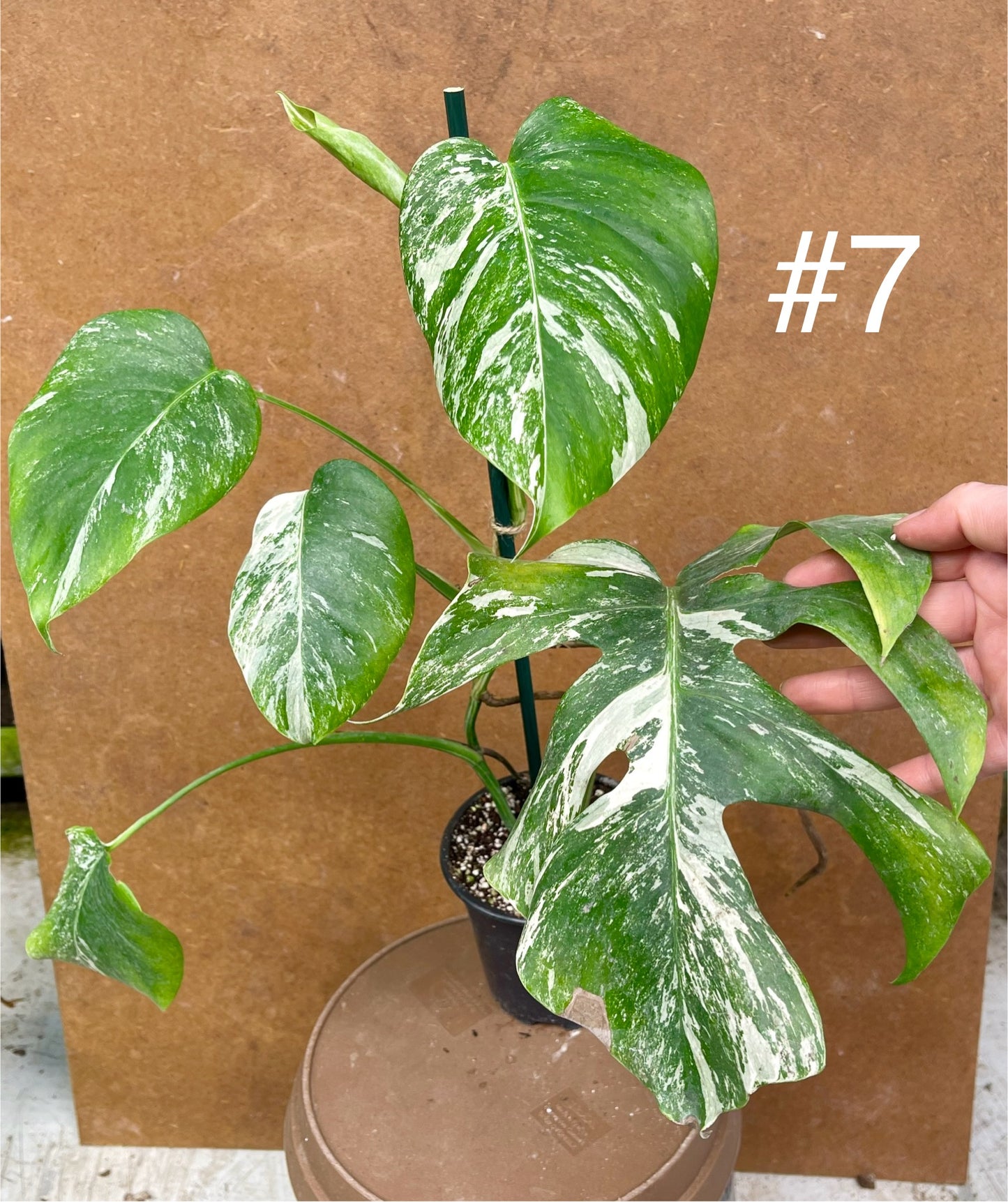 Monstera albo Variegata Boutures racinés en pot