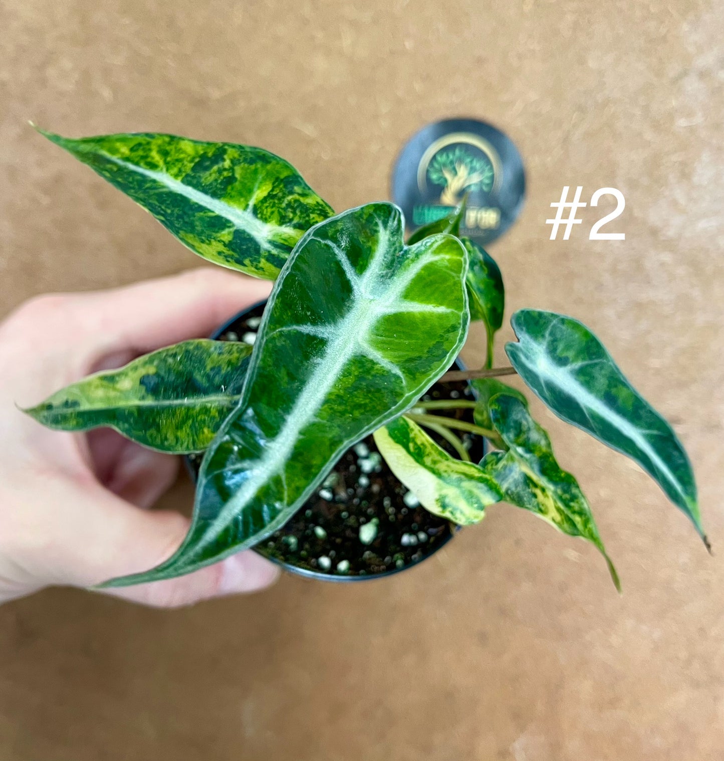 Alocasia bambino aurea variegata NEW