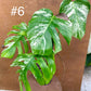 Monstera albo Variegata Boutures racinés en pot