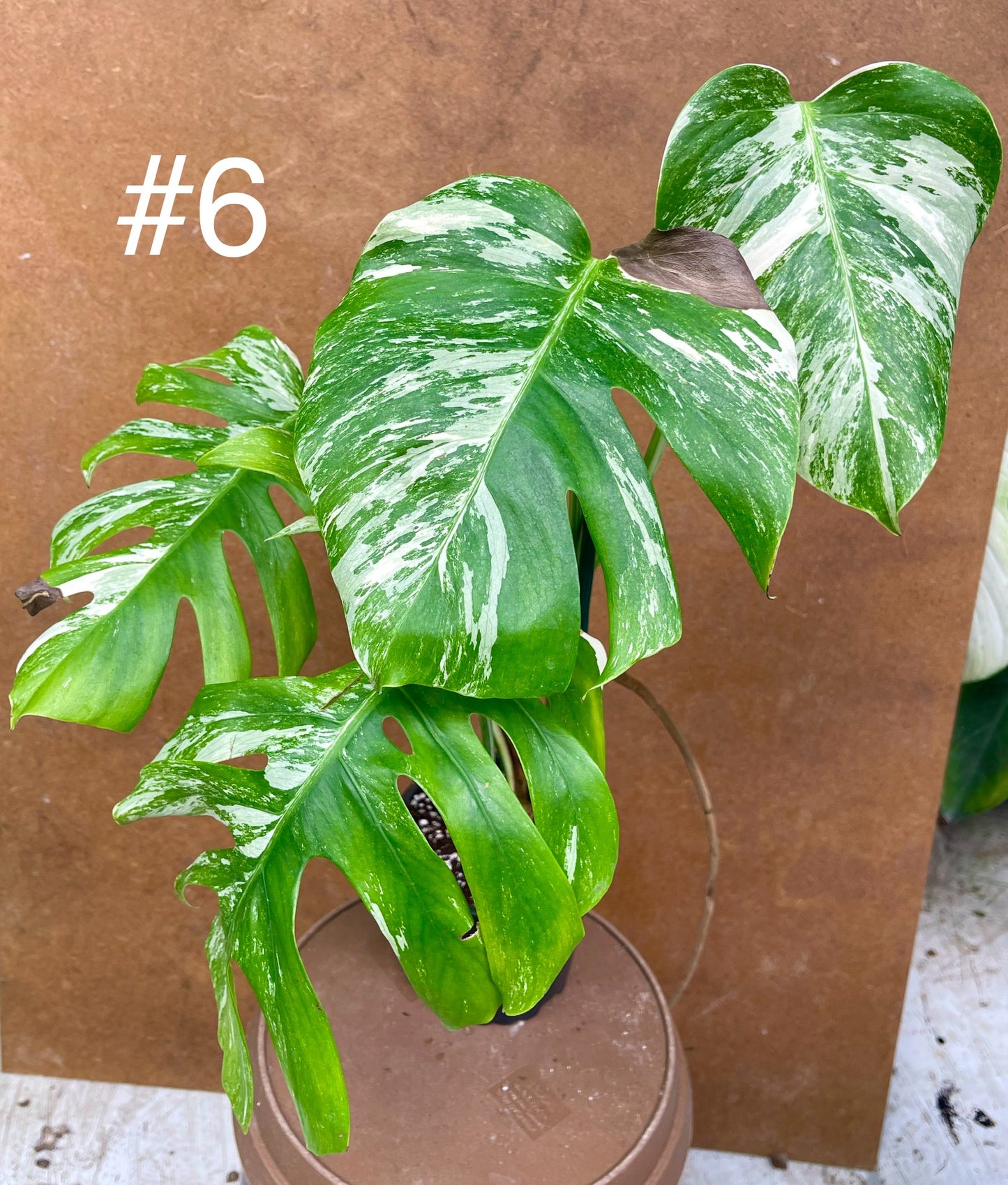 Monstera albo Variegata Boutures racinés en pot