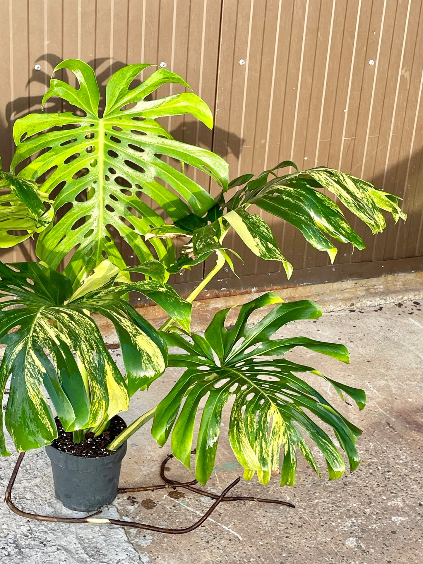 Monstera deliciosa aurea variegata XXL