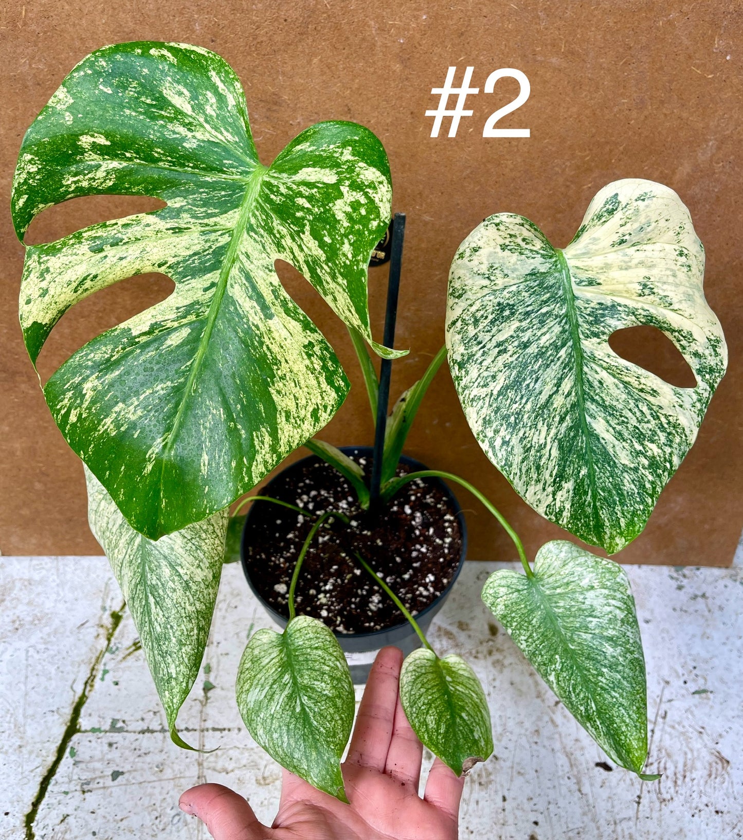 Monstera delisciosa mint variegata