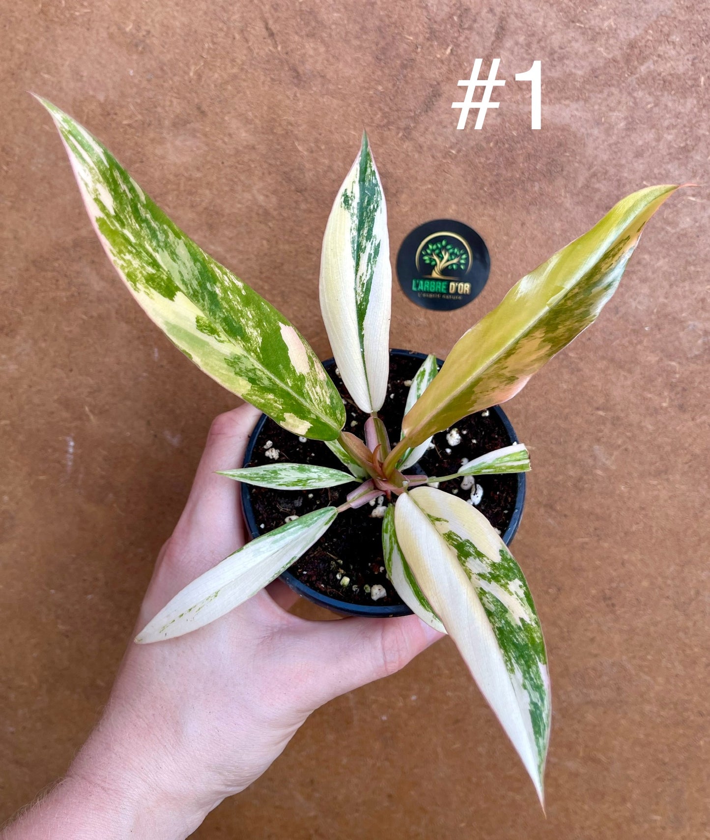 Philodendron caramel marble S NEW