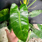 Philodendron jose buono XL