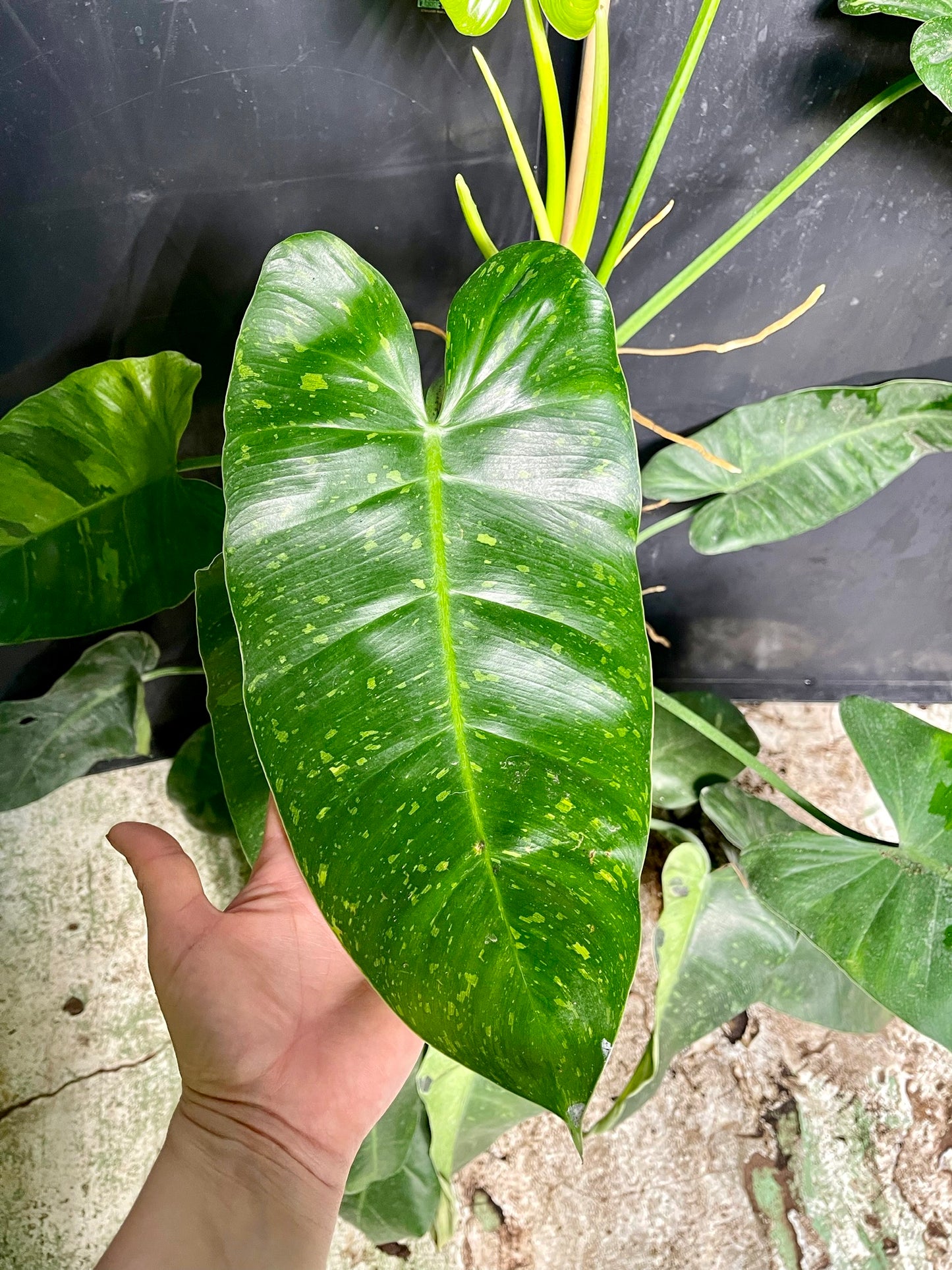 Philodendron jose buono XL