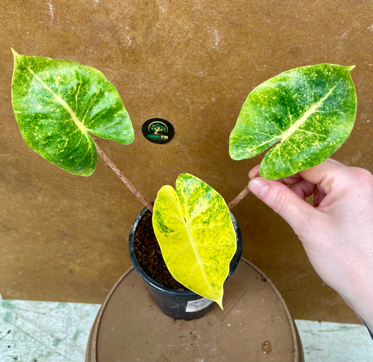 Alocasia new guinea gold